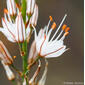Abrótea-da-primavera (Asphodelus serotinus)