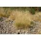 Gramínea (Festuca sp.)