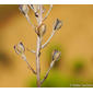Abrótea-da-primavera (Asphodelus serotinus)