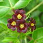 Close-up of Jatropha  gossypiifolia