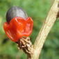 Commiphora zanzibarica - seed