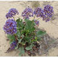 Limonium californicum--   Sea Lavander