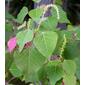 Homalanthus populifolius (9-8-15 Jardin des Plantes de Nantes)