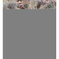 Desert Broom (Cadaba aphylla)