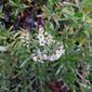 Heliotropium anomalum var. argenteum