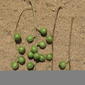 Commiphora zanzibarica - pendulous fruits